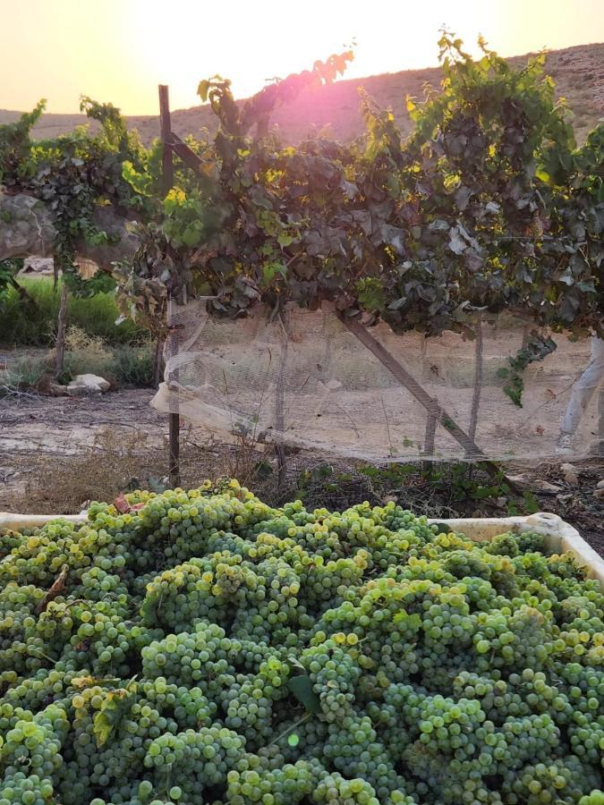 Carmey Avdat Farm Midreshet Ben Gurion Ngoại thất bức ảnh