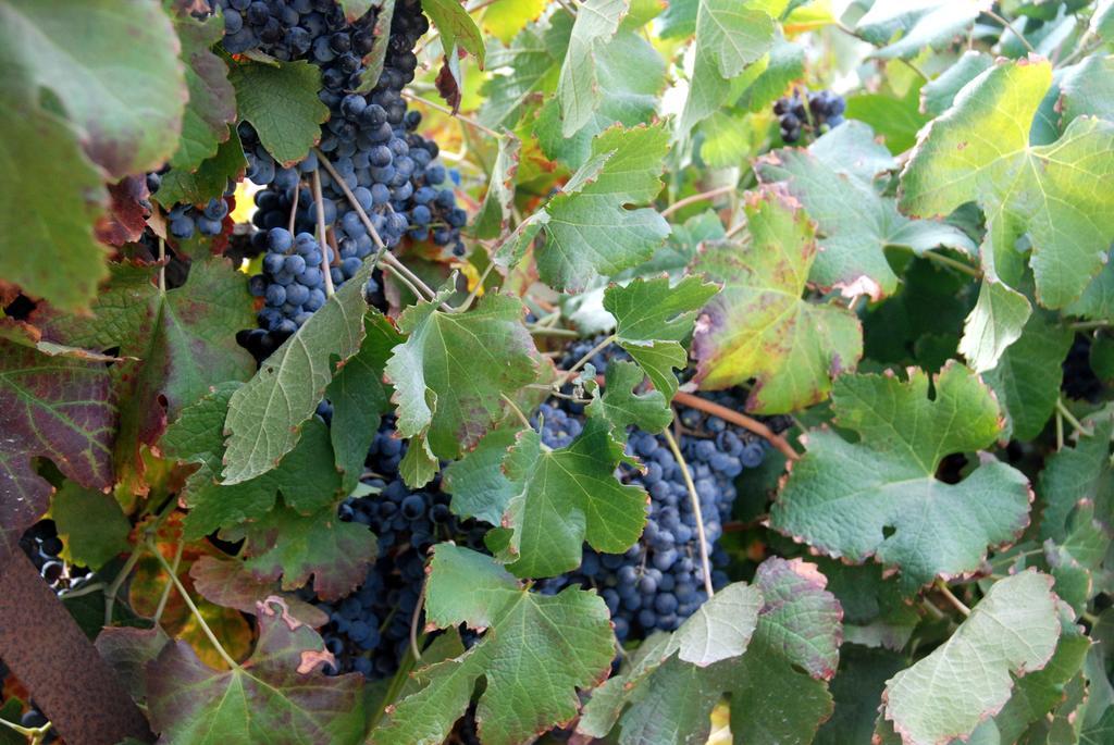 Carmey Avdat Farm Midreshet Ben Gurion Ngoại thất bức ảnh