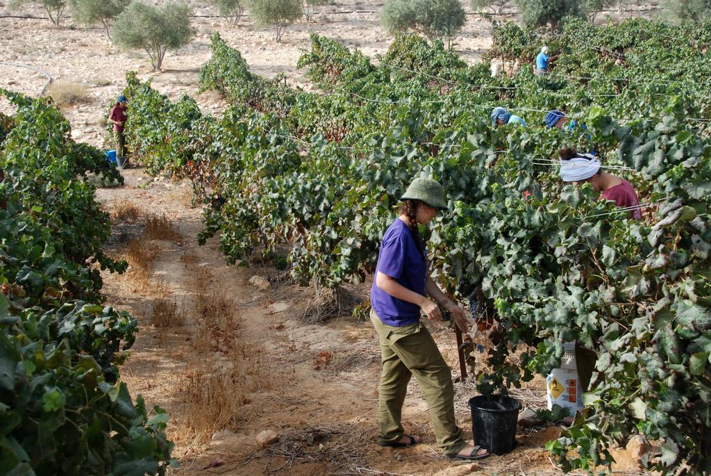 Carmey Avdat Farm Midreshet Ben Gurion Ngoại thất bức ảnh